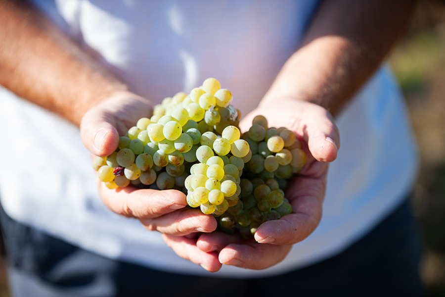 Dettaglio nitido di mani d'uomo che tengono dei grappoli d'uva Malvasia Istriana appena vendemmiato